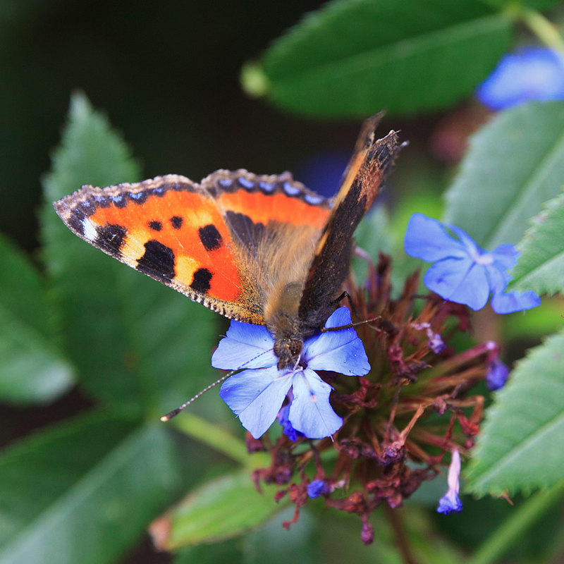 BFY_0421.jpg :: Tortoiseshell Butterfly