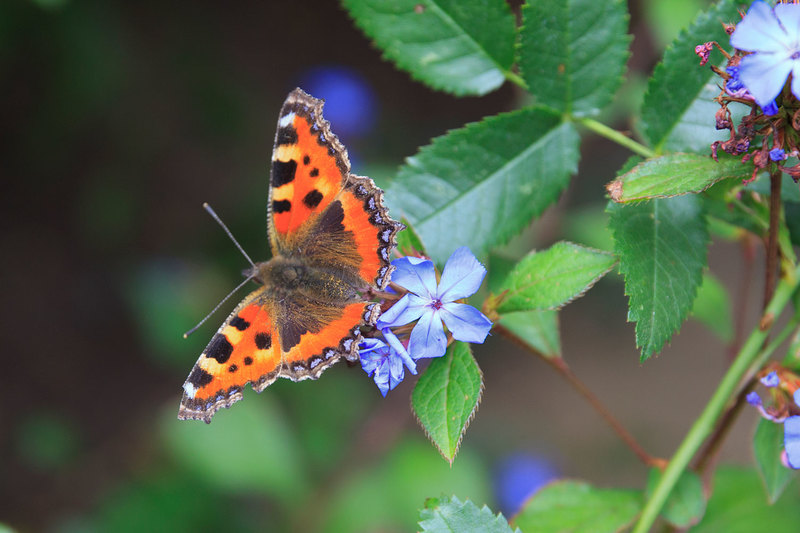 BFY_044(1).jpg :: Tortoiseshell Butterfly