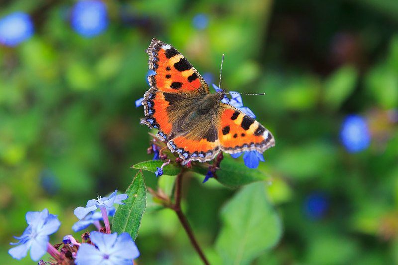 BFY_048(1).jpg :: Tortoiseshell Butterfly
