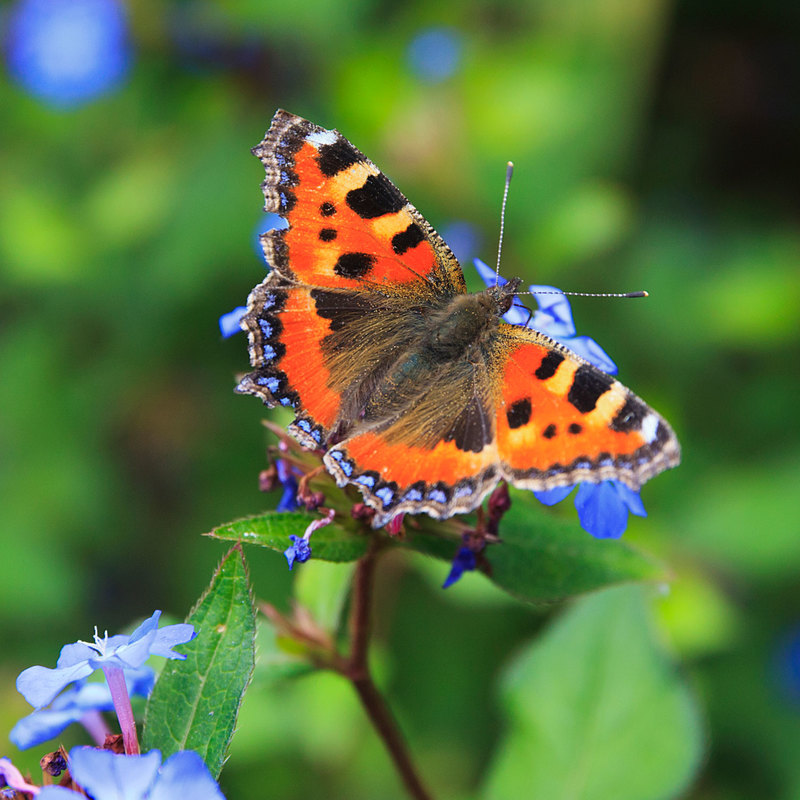 BFY_0481.jpg :: Tortoiseshell Butterfly
