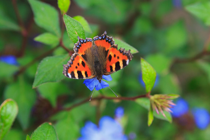 BFY_049(1).jpg :: Tortoiseshell Butterfly