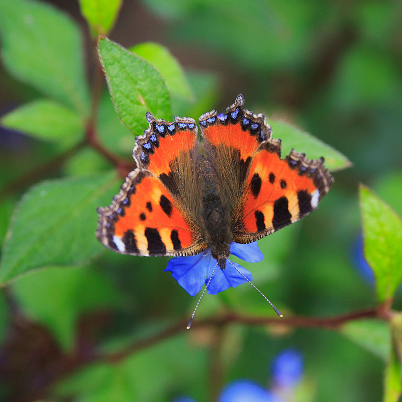 BFY_0491.jpg :: Tortoiseshell Butterfly