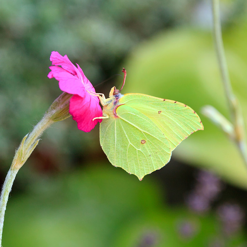BFY_1021.jpg :: Brimstone Butterfly