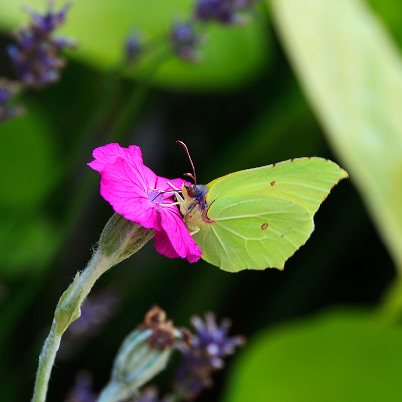 BFY_1041.jpg :: Brimstone Butterfly