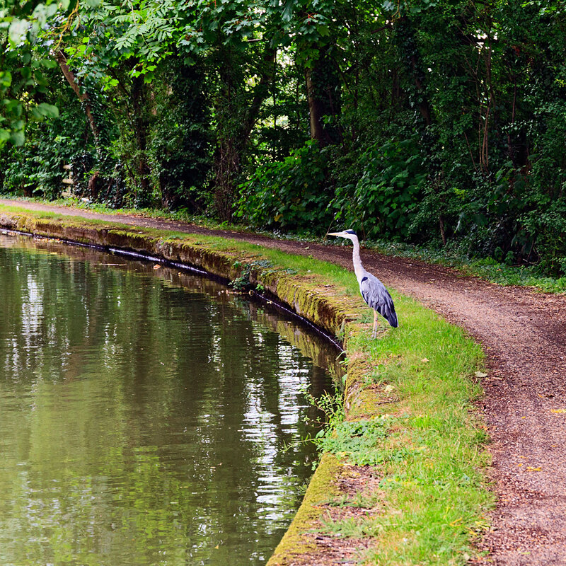 CNL20_0141.jpg :: Grey Heron on the banks of the Grand Union Canal at Stoke Hammond, Milton Keynes