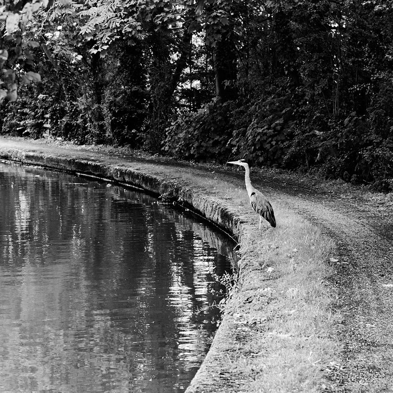CNL20_0142w.jpg :: Grey Heron on the banks of the Grand Union Canal at Stoke Hammond, Milton Keynes