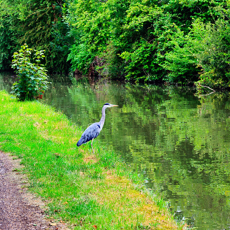 CNL20_0441.jpg :: Grey Heron on the banks of the Grand Union Canal at Stoke Hammond, Milton Keynes