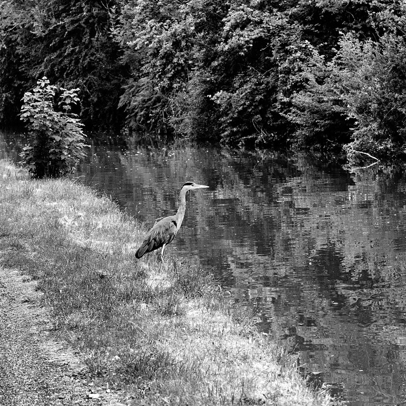 CNL20_0442w.jpg :: Grey Heron on the banks of the Grand Union Canal at Stoke Hammond, Milton Keynes