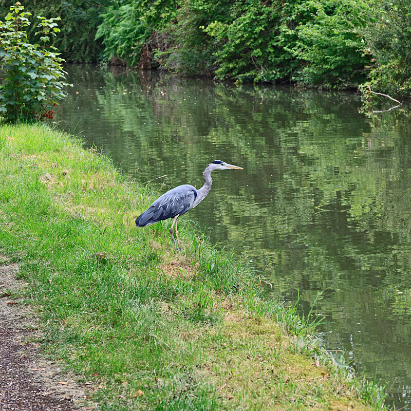 CNL20_0451.jpg :: Grey Heron on the banks of the Grand Union Canal at Stoke Hammond, Milton Keynes