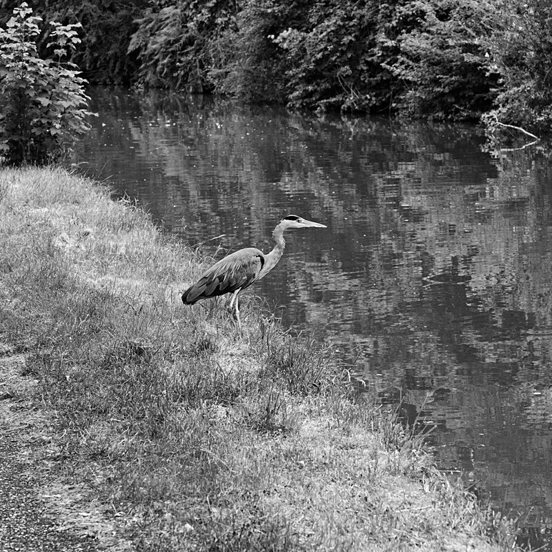 CNL20_0452w.jpg :: Grey Heron on the banks of the Grand Union Canal at Stoke Hammond, Milton Keynes
