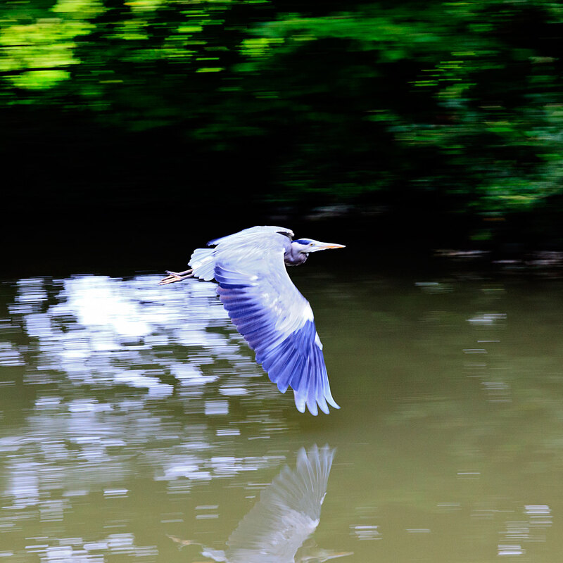 CNL20_0491.jpg :: Grey Heron in flight over the Grand Union Canal at Stoke Hammond, Milton Keynes
