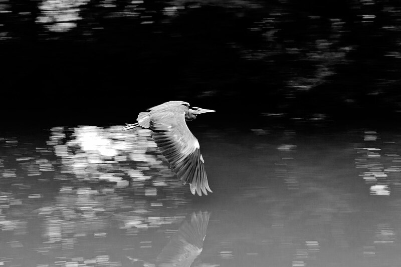 CNL20_0492w.jpg :: Grey Heron in flight over the Grand Union Canal at Stoke Hammond, Milton Keynes
