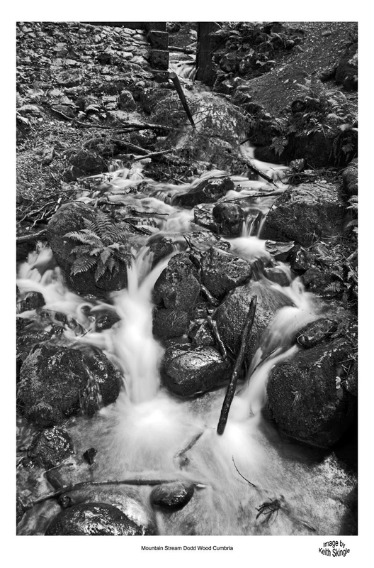 Cumbria_3264(1).jpg :: The River running through Dodd Wood near Keswick