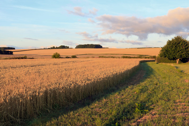 FRM_8960(1).jpg :: Ready to Harvest