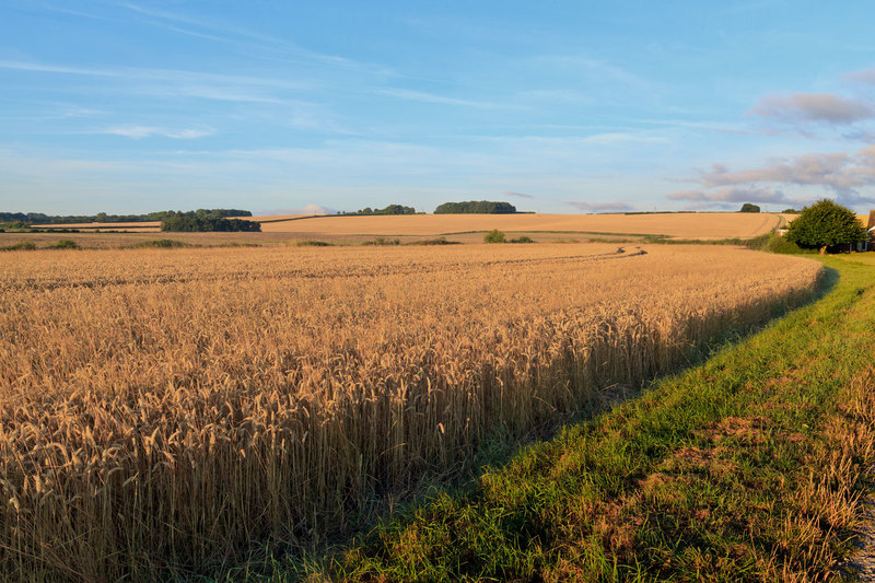 FRM_8970(1).jpg :: Fields ready to Harvest