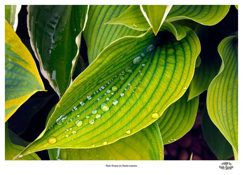Hosta.jpg :: Water Droplets on Hosta Leaves