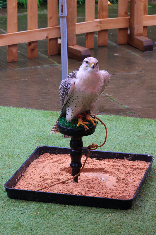 LCM_007(1).jpg :: Bird display at Lincoln Christmas Market Lincolnshire UK