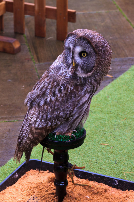 LCM_008(1).jpg :: Canadian Great Grey Owl on display at Lincoln Christmas Market Lincolshire UK