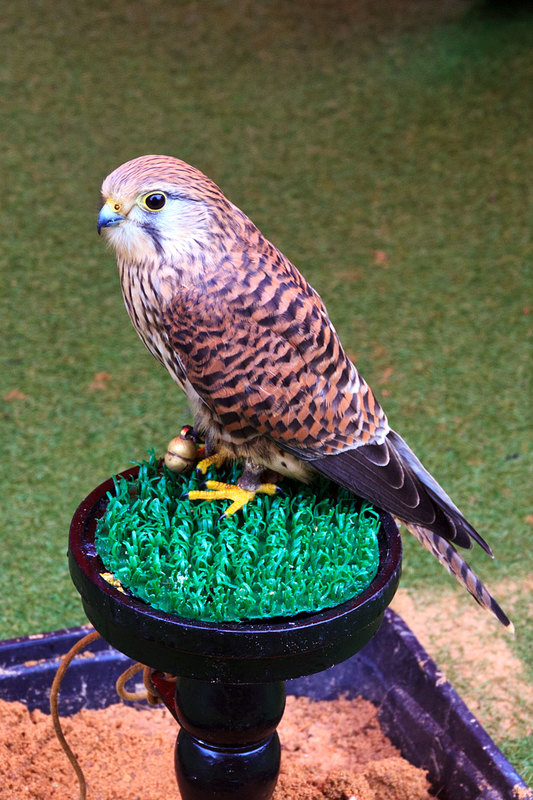 LCM_009(1).jpg :: Small hawk on display at Lincoln Christmas Market Lincolshire UK
