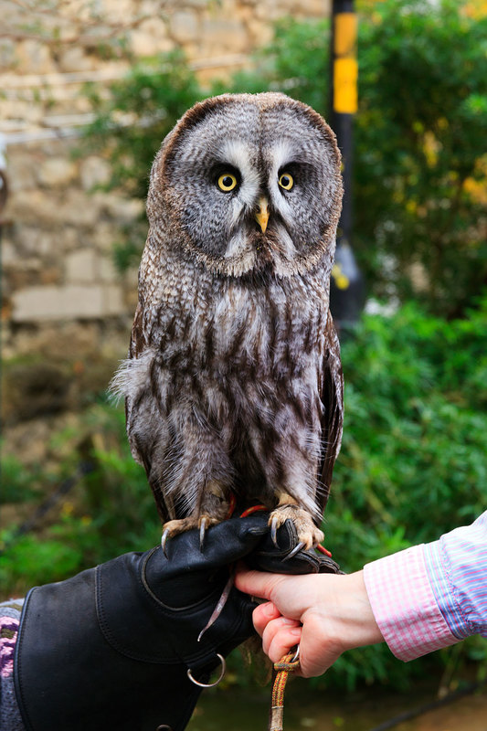 LCM_013(1).jpg :: Canadian Great Grey Owl on gloved hand at Lincoln Christmas Market Lincolnshire UK