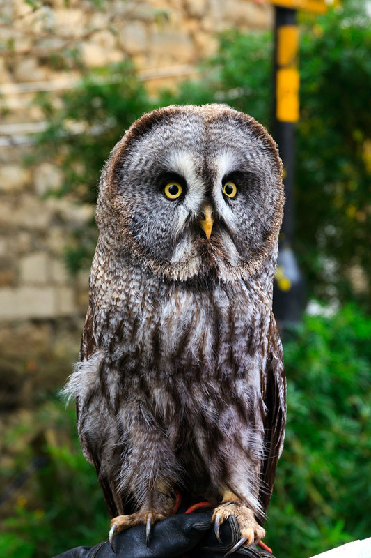 LCM_014(1).jpg :: Canadian Great Grey Owl on gloved hand at Lincoln Christmas Market Lincolnshire UK