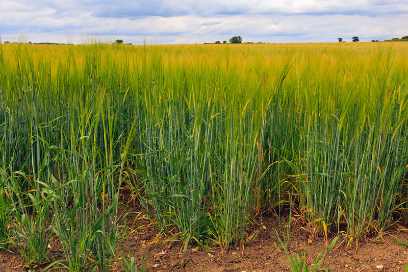 MKC19_007.jpg :: Cereal crop growing in a field, Milford Leys, Castlethorpe, Milton Keynes, Buckinghamshire