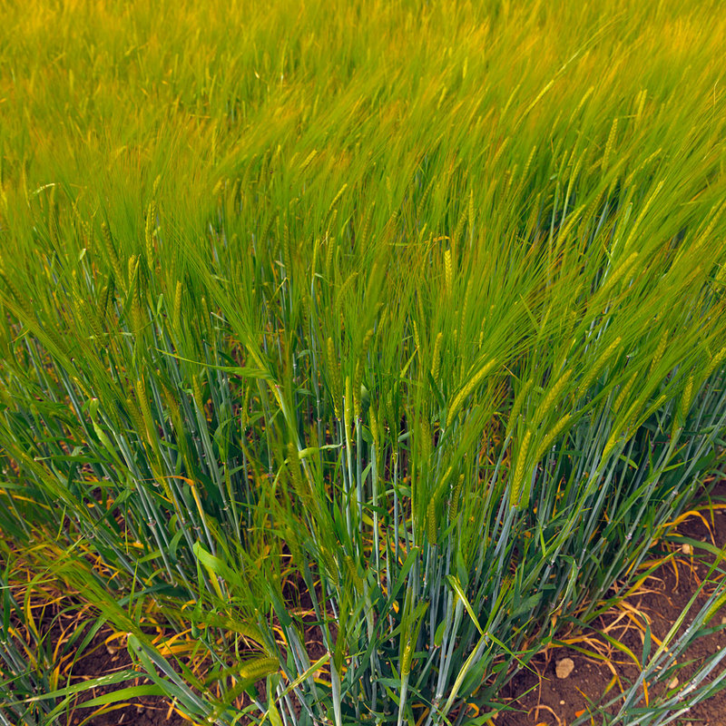 MKC19_008.jpg :: Cereal crop growing in a field, Milford Leys, Castlethorpe, Milton Keynes, Buckinghamshire