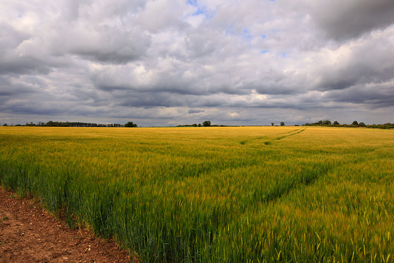 MKC19_009.jpg :: Field of cereal crops, Milford Leys, Castlethorpe, Milton Keynes, Buckinghamshire