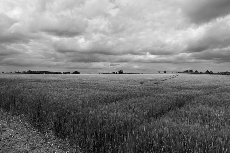 MKC19_0092w.jpg :: Field of cereal crops, Milford Leys, Castlethorpe, Milton Keynes, Buckinghamshire