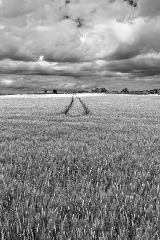 MKC19_0132w.jpg :: Wheat field, Milford Leys, Castlethorpe, Milton Keynes, Buckinghamshire