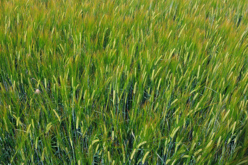 MKC19_014.jpg :: Barley growing in a field, Milford Leys, Castlethorpe, Milton Keynes, Buckinghamshire