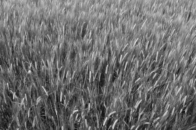 MKC19_0142w.jpg :: Barley growing in a field, Milford Leys, Castlethorpe, Milton Keynes, Buckinghamshire