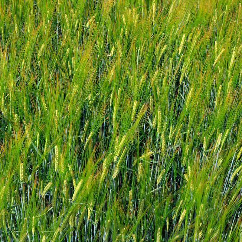 MKC19_015.jpg :: Barley growing in a field, Milford Leys, Castlethorpe, Milton Keynes, Buckinghamshire