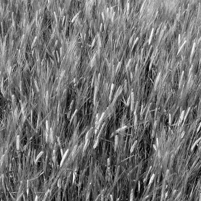 MKC19_0152w.jpg :: Barley growing in a field, Milford Leys, Castlethorpe, Milton Keynes, Buckinghamshire