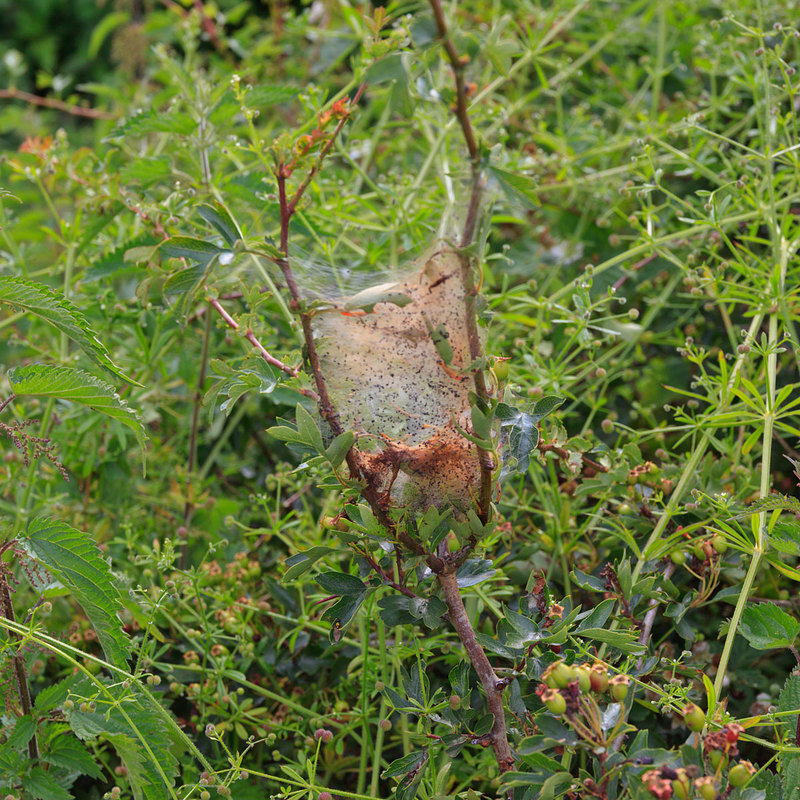 MKC19_016.jpg :: Caterpillar Nest in hedgerow