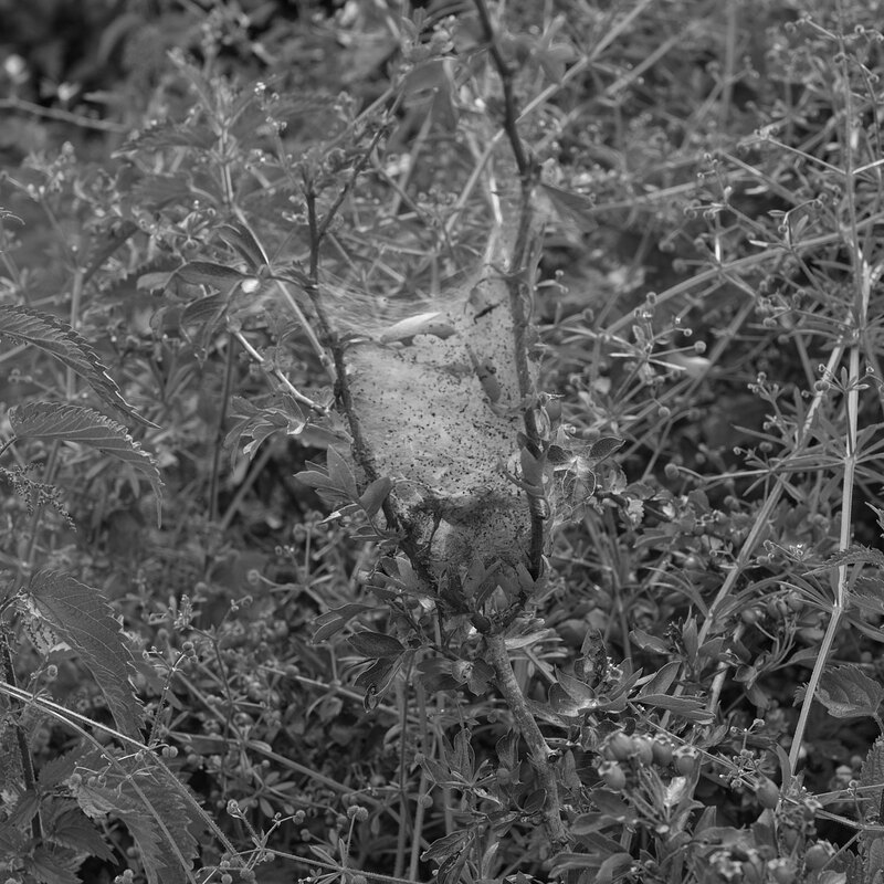 MKC19_0162w.jpg :: Caterpillar Nest in hedgerow