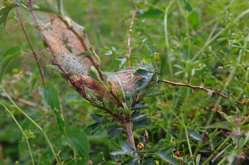 MKC19_017.jpg :: Caterpillar Nest in hedgerow