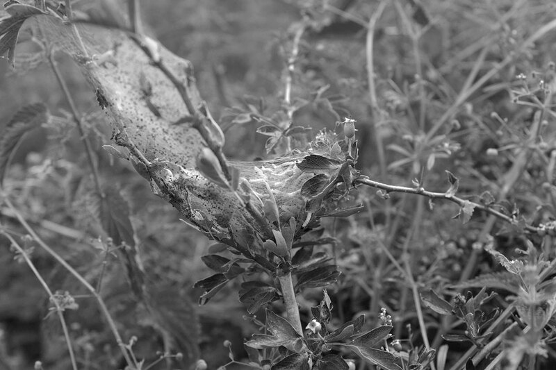 MKC19_0172w.jpg :: Caterpillar Nest in hedgerow