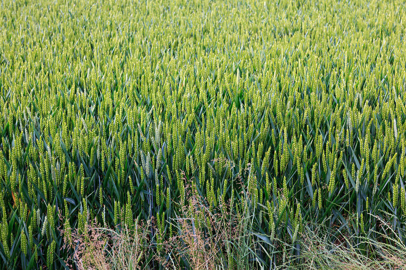 MKC19_024.jpg :: Wheat growing in a field, Milford Leys, Castlethorpe, Milton Keynes, Buckinghamshire