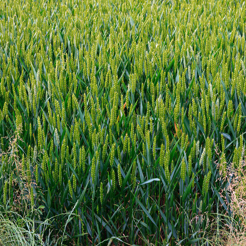 MKC19_025.jpg :: Wheat growing in a field, Milford Leys, Castlethorpe, Milton Keynes, Buckinghamshire