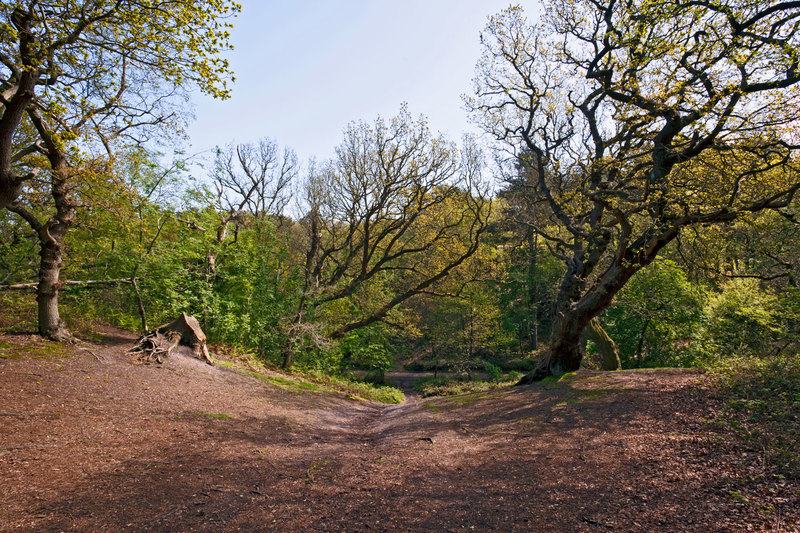 NFK_20931.jpg :: Woodland path at Kelling Heath Norfolk