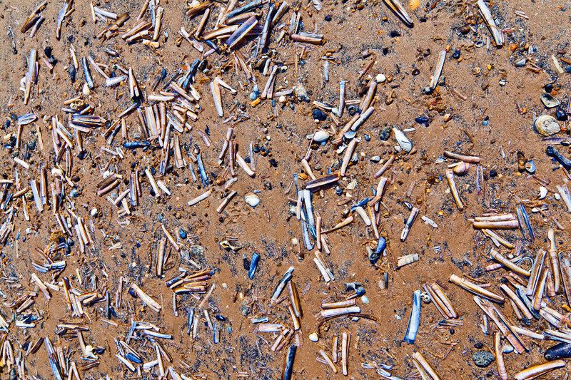 NFK_22131.jpg :: Razor Fish Shells on the Beach Brancaster Norfolk