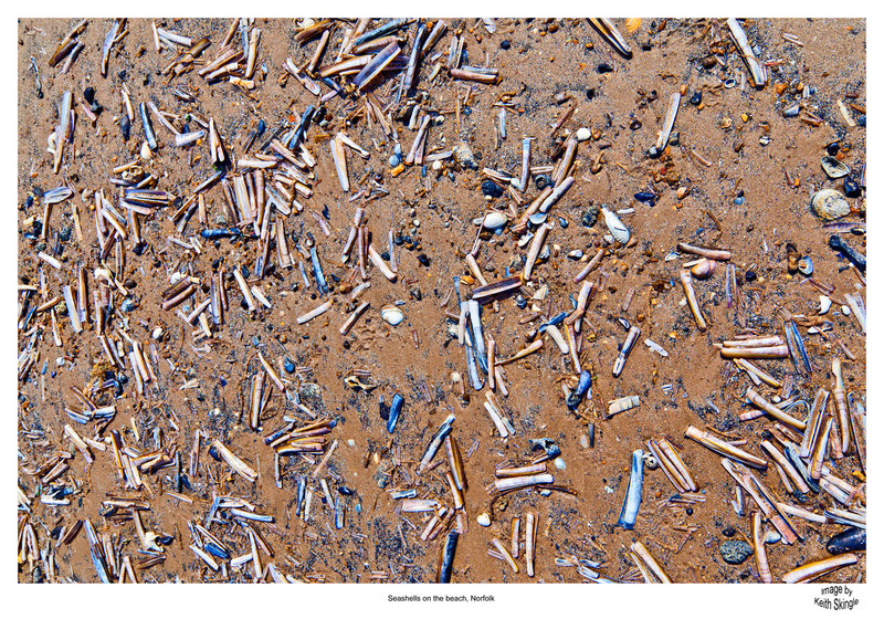 NFK_22131p.jpg :: Razor Fish Shells on the Beach Brancaster Norfolk