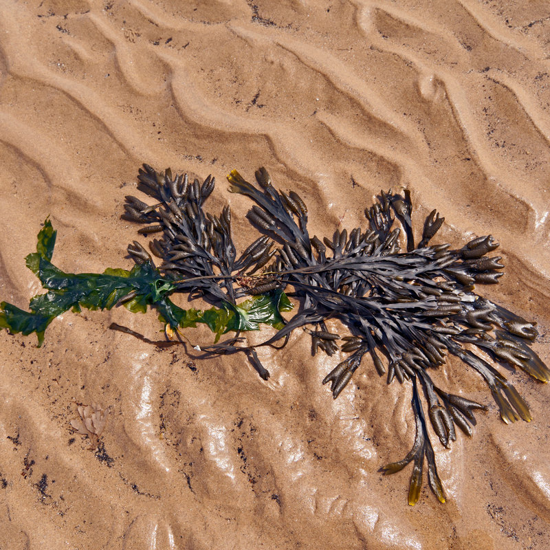 NFK_22181.jpg :: Seaweed on the Beach at low tide