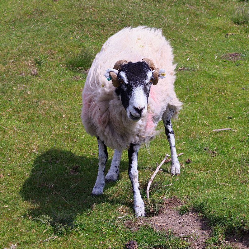 NYM19_054.jpg :: Black Faced Sheep grazing on the North York Moors