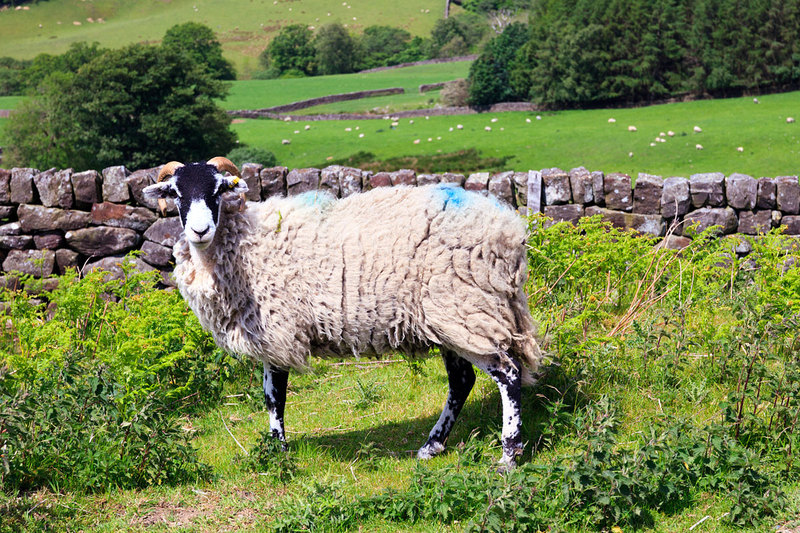 NYM19_063.jpg :: Black Faced Sheep roaming freely on the North York Moors, England, UK