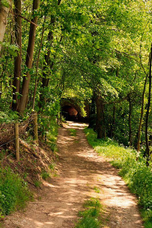 NYM19_075.jpg :: Tree lined footpath by the River Esk by Beggars Bridge in Glaisdale on the North York Moors