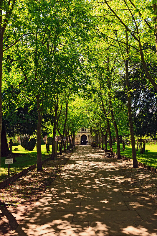 SFD21_012.jpg :: Lime Tree lined path approach to Holy Trinity Church, Stratford-upon-Avon, Warwickshire.