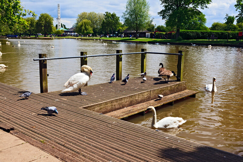 SFD21_026.jpg :: Birdlife on the River Avon at Stratford-upon-Avon, Warwickshire