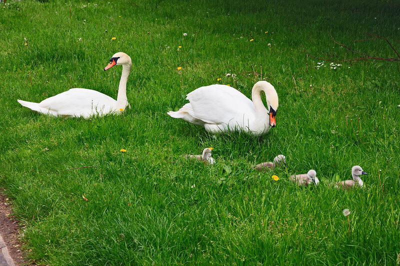 SFD21_029.jpg :: Pair of Mute Swans with four young sygnet